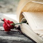 Rose in a book_s
